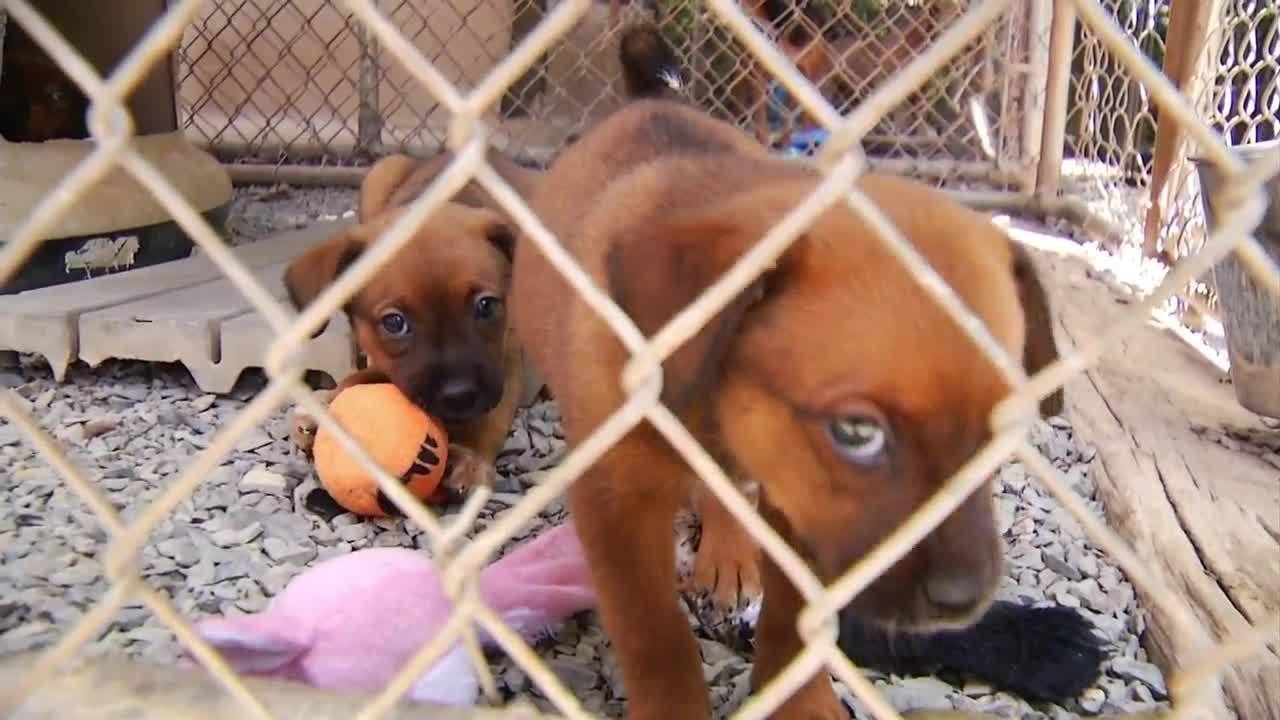 Franklin County animal shelter overcrowded with pets